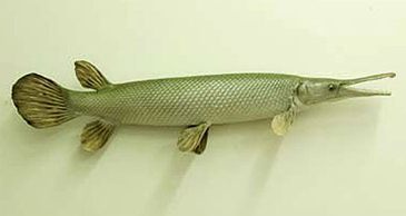 Record photograph for Atractosteus tristoechus